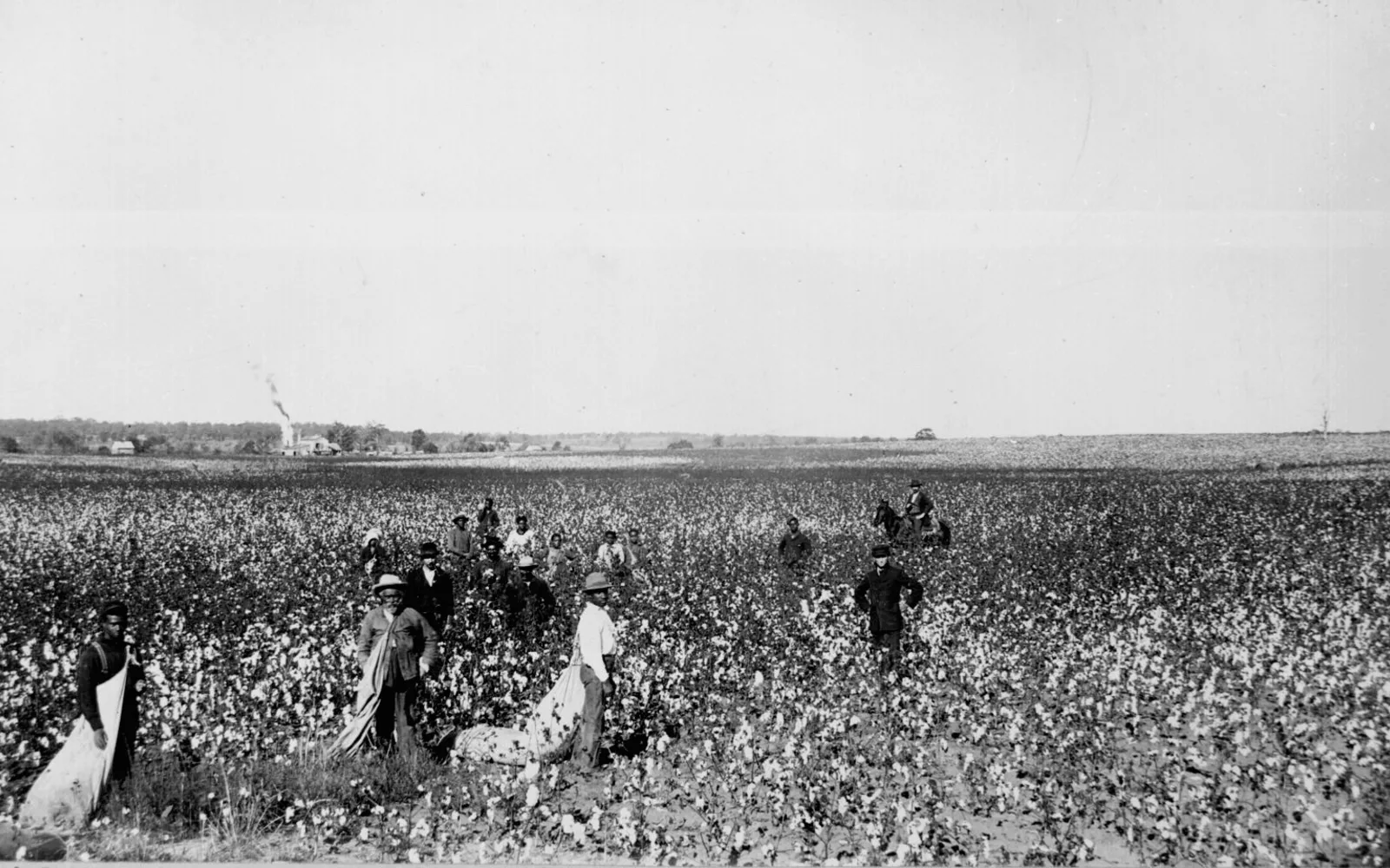 Field of cotton crops ready for harvest